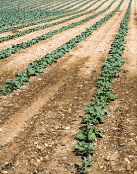 Cabbage plantation. Cabbage arranged in rows, clean soil.