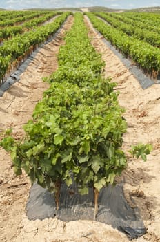 Young Vineyards in rows. Seedlings vines.Graft of the vines.