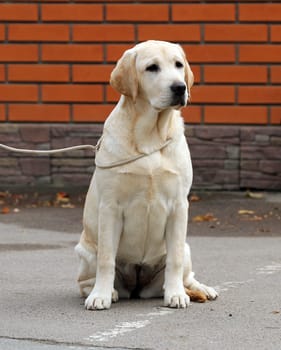 sweet yellow labrador sitting in the park