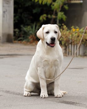 yellow labrador sitting in the park