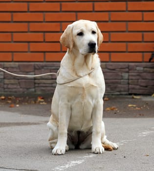 a yellow labrador sitting in the park