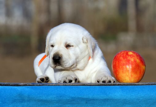 a sweet little labrador puppy on a blue background