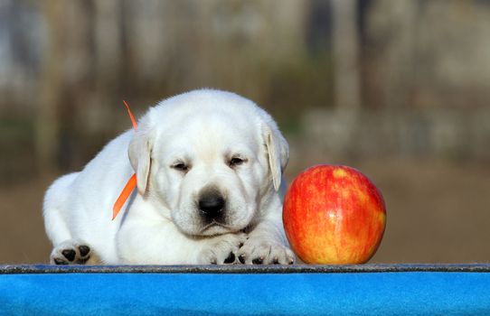 sweet little labrador puppy on a blue background