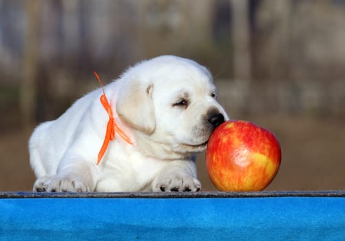 little labrador puppy on a blue background