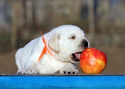 the little labrador puppy on a blue background