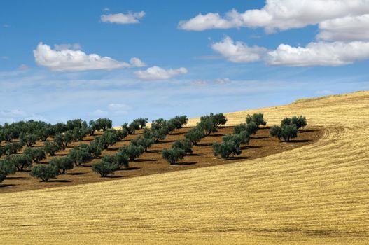 Olive trees in a row. Plantation and cloudy sky