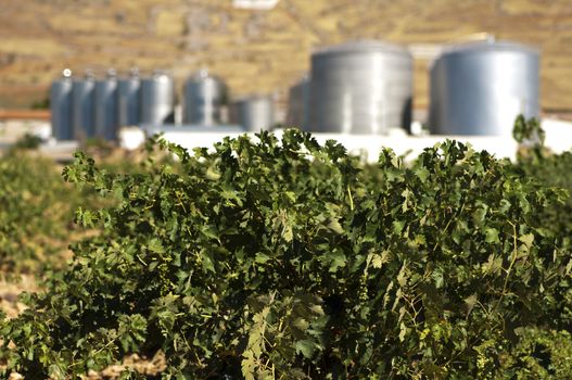 Vineyards and winery factory on the background.Digester tanks