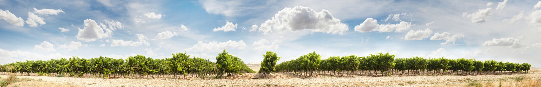 Vineyards panoramic image. Cloudy sunny sky