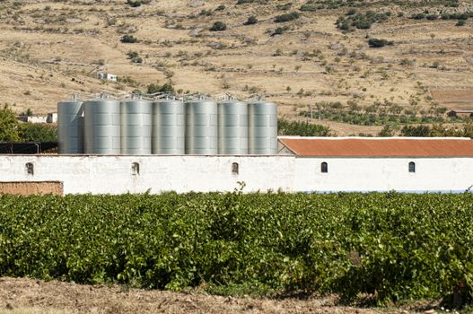 Vineyards and winery factory on the background.Digester tanks