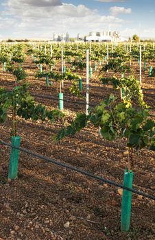 Young vineyards and wine fabric on the background.Small vines