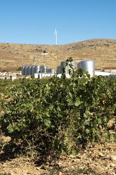 Vineyards and winery factory on the background.Digester tanks
