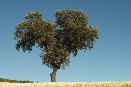 Acorns trees and blue sky background