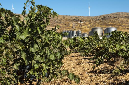 Vineyards and winery factory on the background.Digester tanks