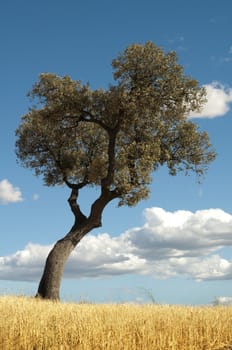 Acorns tree and blue cloudy sky background