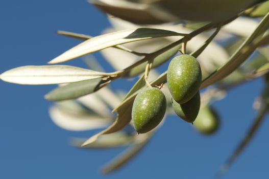 Olives on a branch. Close up green olives on a tree.