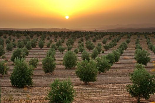 Olive trees in a row. Plantation and sunset cloudy sky