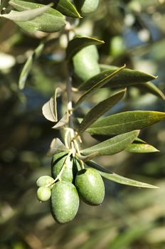 Olives on a branch. Close up green olives on a tree.