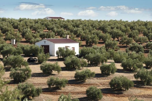 Olive trees in a row. Plantation and cloudy sky