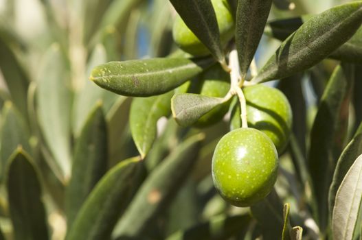 Olives on a branch. Close up green olives on a tree.