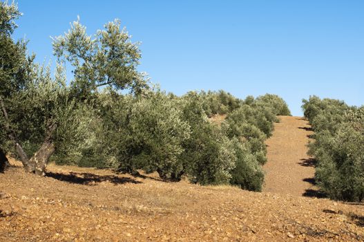 Olive trees in a row. Plantation and cloudy sky