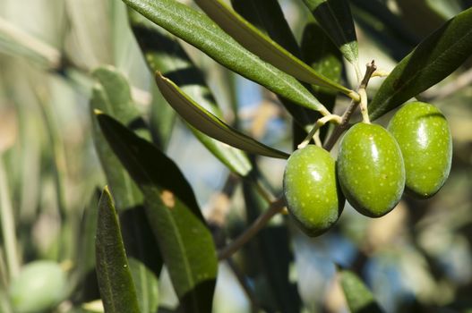 Olives on a branch. Close up green olives on a tree.