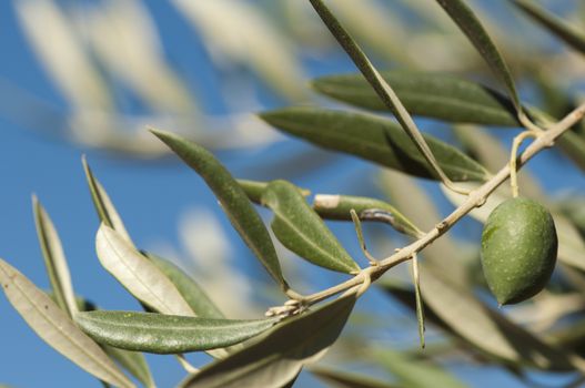 Olives on a branch. Close up green olives on a tree.