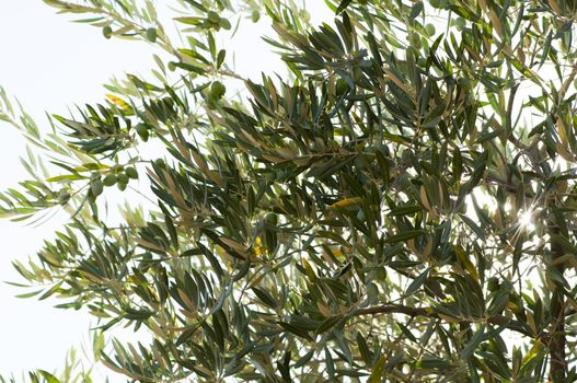 Olives on a branch. Close up green olives on a tree.