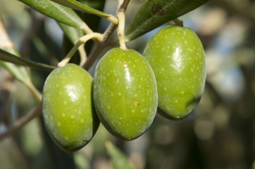 Olives on a branch. Close up green olives on a tree.