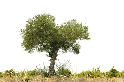 Olive tree and land white isolated