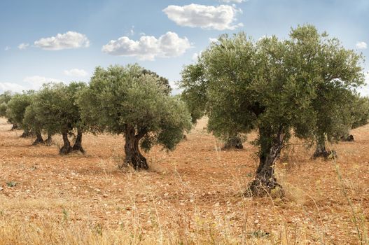 Olive trees in a row. Plantation and cloudy sky