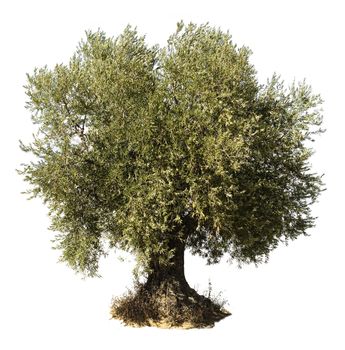 Olive tree white isolated.