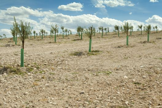 Small olive trees in a row. Yang olive plantation.