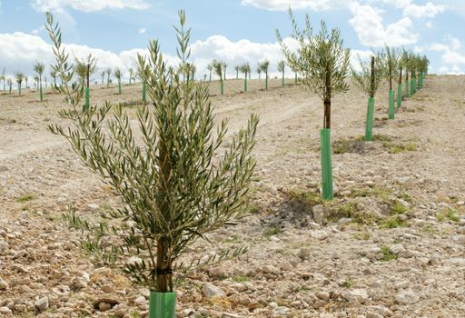 Small olive trees in a row. Yang olive plantation.