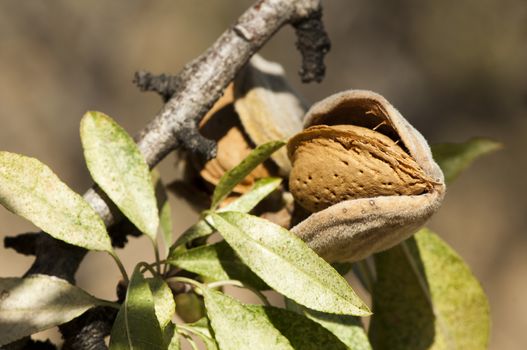 Nearly ripe almonds on branch