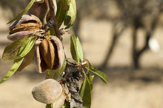 Nearly ripe almonds on branch