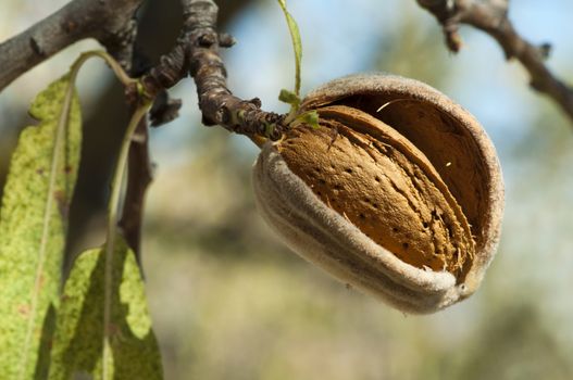 Nearly ripe almonds on branch