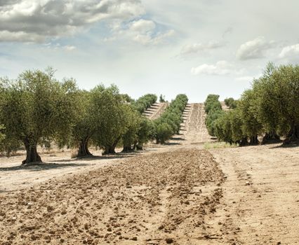 Olive trees in a row. Plantation and cloudy sky