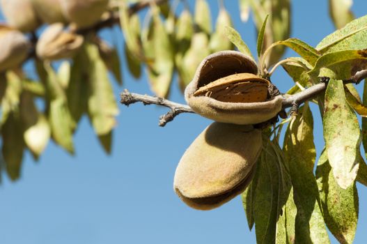 Nearly ripe almonds on branch