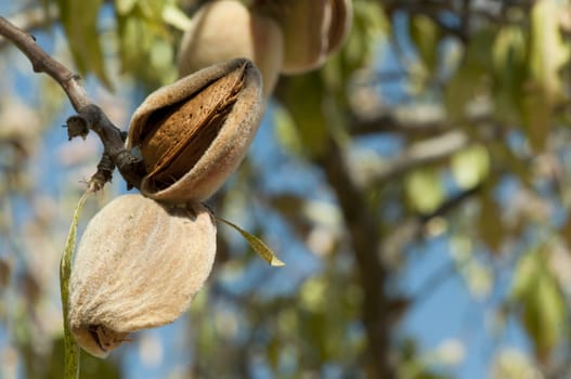 Nearly ripe almonds on branch