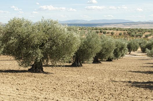 Olive trees in a row. Plantation and cloudy sky