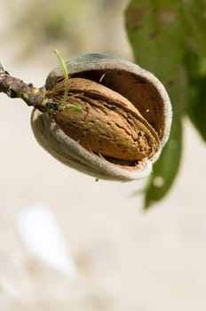 Nearly ripe almonds on branch