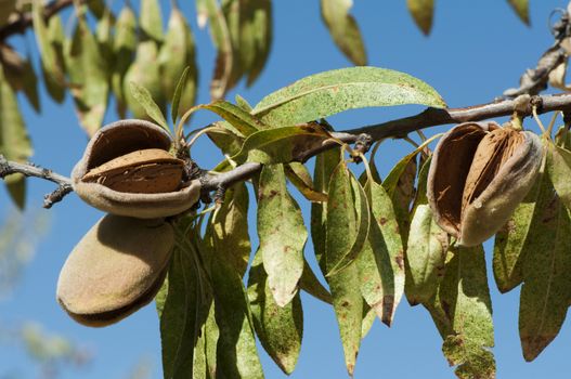 Nearly ripe almonds on branch