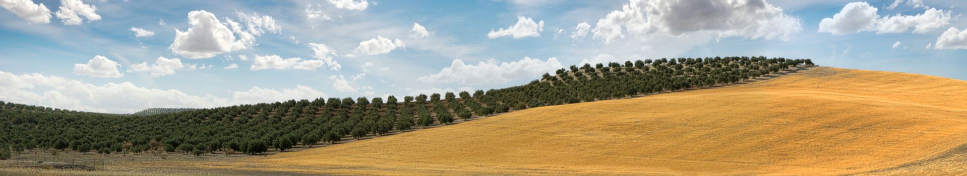 Panoramic image of olive plantation and cloudy sky. Trees on rows