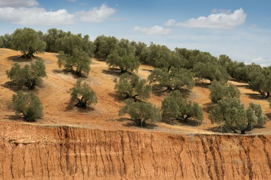 Olive plantation and cloudy sky. Trees on rows