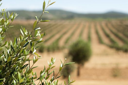 Young olive trees. Newly planted trees in the plantation