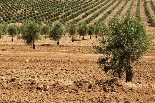 Young olive trees. Newly planted trees in the plantation