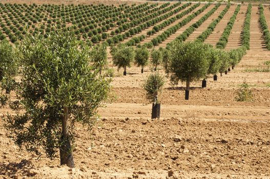 Young olive trees. Newly planted trees in the plantation