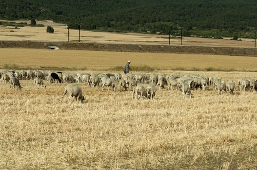 Herd of sheep and shepherd