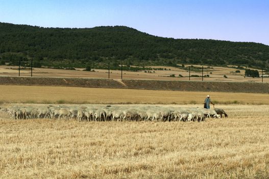 Herd of sheep and shepherd