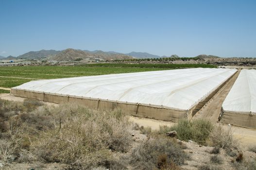 Rural landscape with cultivation in greenhouse.